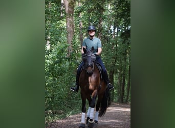German Sport Horse, Mare, 7 years, 16.2 hh, Brown