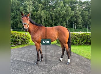 German Sport Horse, Mare, 7 years, 16.2 hh, Brown