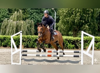 German Sport Horse, Mare, 7 years, 16.2 hh, Brown
