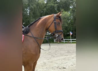 German Sport Horse, Mare, 7 years, 16.2 hh, Brown