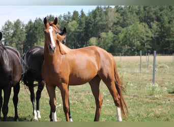 German Sport Horse, Mare, 7 years, 16.2 hh, Chestnut-Red