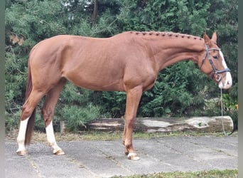 German Sport Horse, Mare, 7 years, 16.2 hh, Chestnut-Red