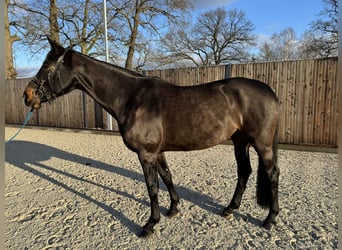 German Sport Horse, Mare, 7 years, 16,2 hh