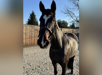 German Sport Horse, Mare, 7 years, 16,2 hh