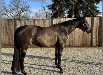 German Sport Horse, Mare, 7 years, 16,2 hh