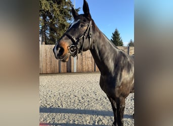 German Sport Horse, Mare, 7 years, 16,2 hh