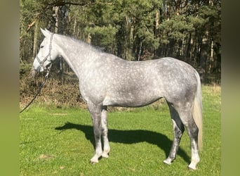 German Sport Horse, Mare, 7 years, 16.2 hh, Gray