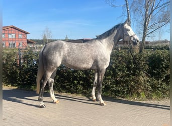 German Sport Horse, Mare, 7 years, 16.2 hh, Gray
