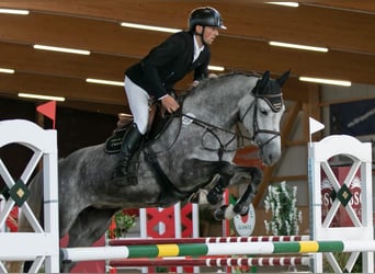 German Sport Horse, Mare, 7 years, 16.2 hh, Gray