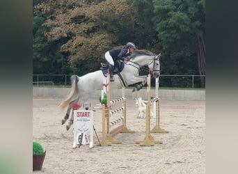 German Sport Horse, Mare, 7 years, 16.2 hh, Grey
