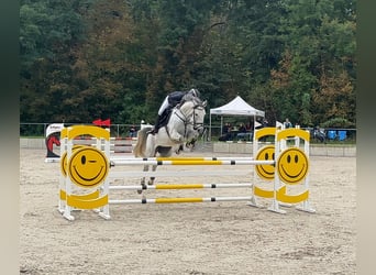 German Sport Horse, Mare, 7 years, 16.2 hh, Grey