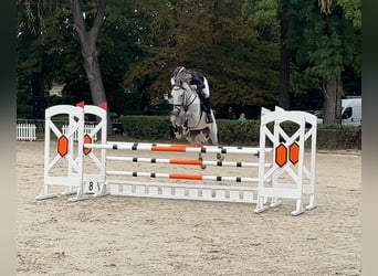 German Sport Horse, Mare, 7 years, 16.2 hh, Grey