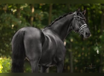 German Sport Horse, Mare, 7 years, 16.2 hh, Smoky-Black