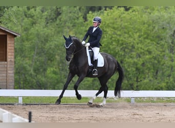 German Sport Horse, Mare, 7 years, 16.3 hh, Black