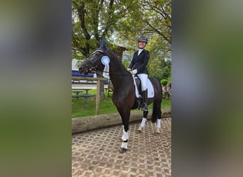 German Sport Horse, Mare, 7 years, 16.3 hh, Black