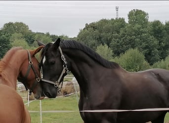 German Sport Horse, Mare, 7 years, 16.3 hh, Black