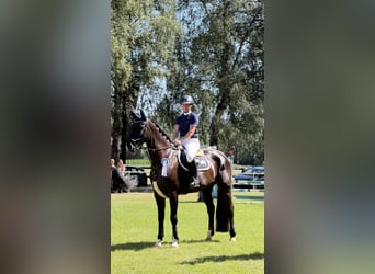 German Sport Horse, Mare, 7 years, 16.3 hh, Black