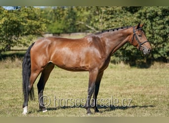 German Sport Horse, Mare, 7 years, 16.3 hh, Brown
