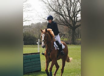 German Sport Horse, Mare, 7 years, 16,3 hh, Chestnut-Red