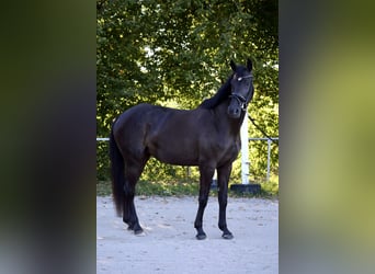 German Sport Horse, Mare, 7 years, 16.3 hh, Smoky-Black