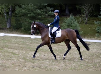 German Sport Horse, Mare, 7 years, 16 hh, Bay-Dark