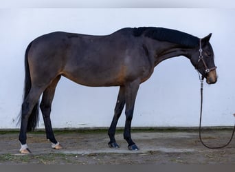 German Sport Horse, Mare, 7 years, 16 hh, Bay-Dark