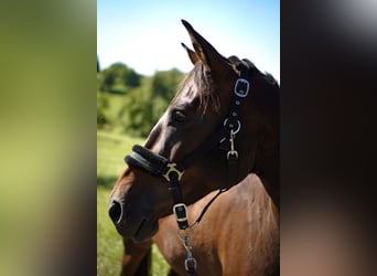 German Sport Horse, Mare, 7 years, 16 hh, Bay-Dark