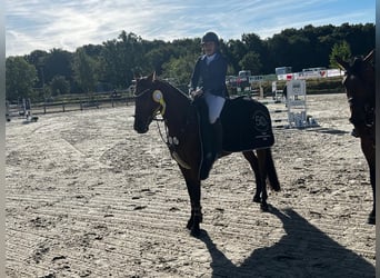 German Sport Horse, Mare, 7 years, 16 hh, Brown