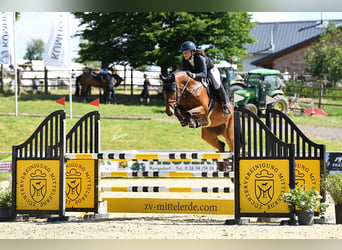 German Sport Horse, Mare, 7 years, 16 hh, Brown