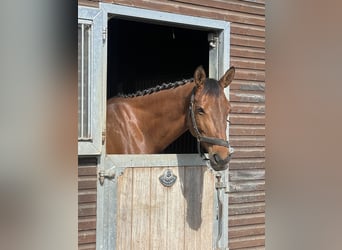 German Sport Horse, Mare, 7 years, 16 hh, Brown