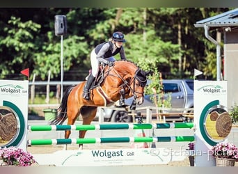German Sport Horse, Mare, 7 years, 16 hh, Brown