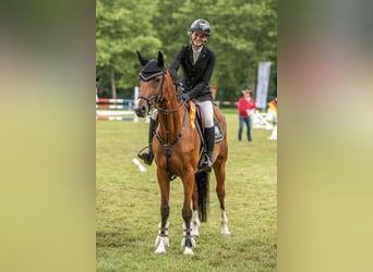 German Sport Horse, Mare, 7 years, 16 hh, Brown