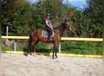 German Sport Horse, Mare, 7 years, 16 hh, Brown