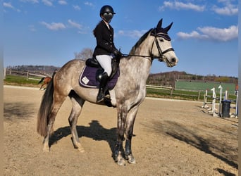 German Sport Horse, Mare, 7 years, 16 hh, Grey-Dapple