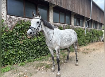German Sport Horse, Mare, 7 years, 16 hh, Grey