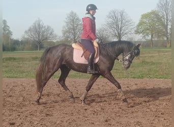 German Sport Horse, Mare, 7 years, 16 hh, Grey