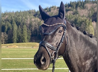 German Sport Horse, Mare, 7 years, 16 hh, Smoky-Black