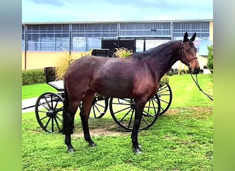 German Sport Horse, Mare, 7 years, 16,1 hh, Bay-Dark
