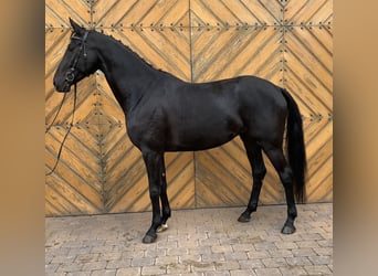 German Sport Horse, Mare, 7 years, 16,1 hh, Black