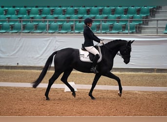 German Sport Horse, Mare, 7 years, 16,1 hh, Black