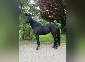German Sport Horse, Mare, 7 years, 16,1 hh, Black