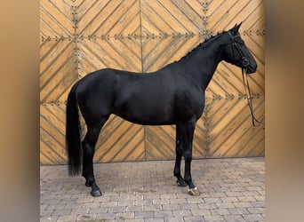 German Sport Horse, Mare, 7 years, 16,1 hh, Black