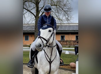 German Sport Horse, Mare, 7 years, 16,1 hh, Brown Falb mold