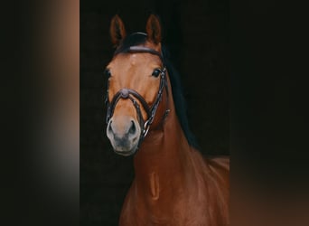 German Sport Horse, Mare, 7 years, 16,1 hh, Brown
