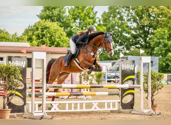 German Sport Horse, Mare, 7 years, 16,1 hh, Brown
