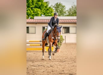 German Sport Horse, Mare, 7 years, 16,1 hh, Brown