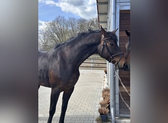 German Sport Horse, Mare, 7 years, 16,1 hh, Brown