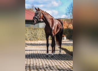 German Sport Horse, Mare, 7 years, 16,1 hh, Chestnut