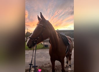 German Sport Horse, Mare, 7 years, 16,1 hh, Chestnut-Red