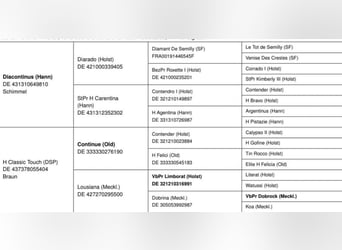 German Sport Horse, Mare, 7 years, 16,1 hh, Grey